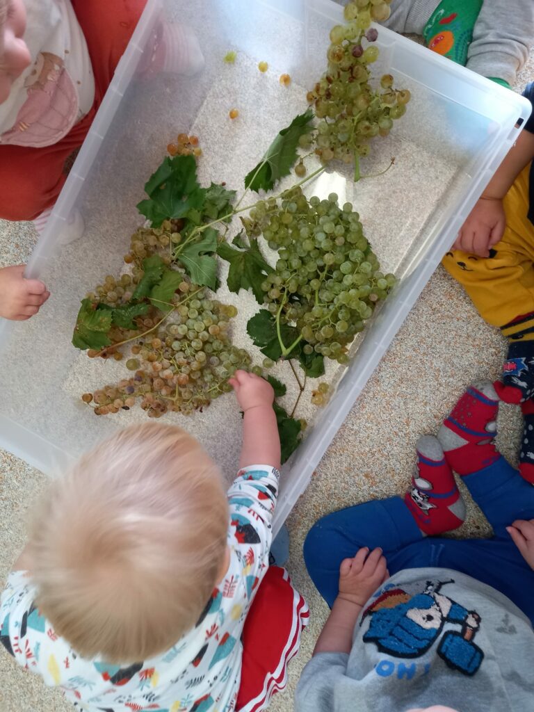 I bambini del Nido integrato toccano l'uva raccolta.
