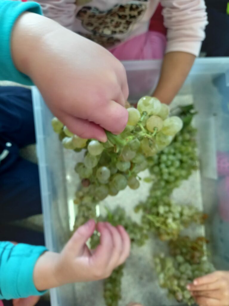 Manine sollevano grappolo d'uva.
